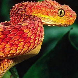 Kissed by a snake (Explicit)