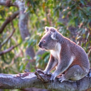 The Koala Gardens Groove