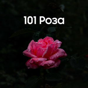 101 Роза