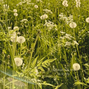 Ображайся на мене, як хочеш