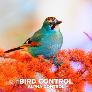 Bird Control