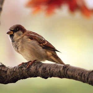 美少女 - 帅特日记