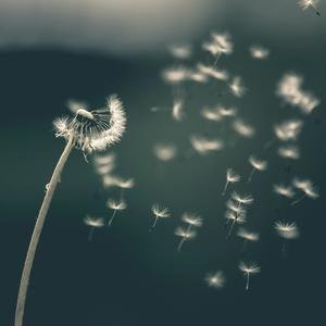 Firework-Dustofstarz