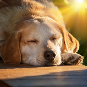 Música Suave Para Perros En Calma