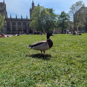 Volatile (Nine Hells Version)