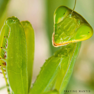 praying mantis