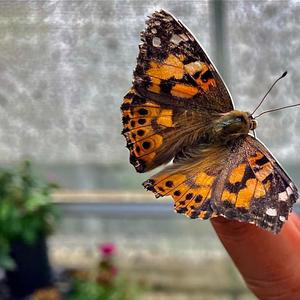 A Lady And The Butterfly