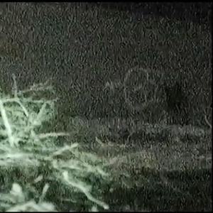 WOODLAND HILLS(feat. Ohsea) (Explicit)