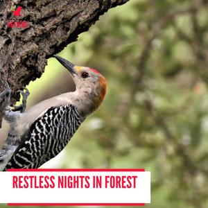 Restless Nights in Forest