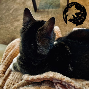 An Apology Letter to My Cat (Explicit)