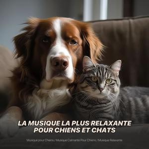 Die Entspannendste Musik für Hunde und Katzen