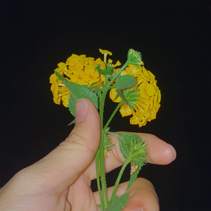 nếu được mơ (feat. BIGO)