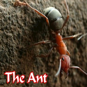 The Ant