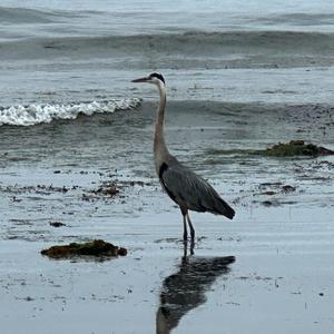 Song of the Reeds