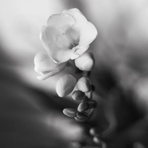 黑白照 (这近照已不再新)