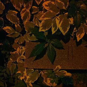 Smoke Leaves (feat. George Olivier) (Explicit)