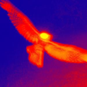 NIGHT OWL (feat. Jae) (Explicit)