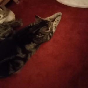 Ashram Riffing At The Weekend (feat. Istvan Sky)