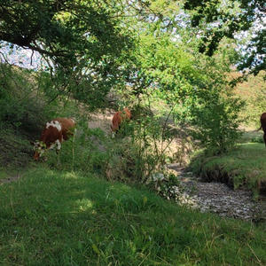 Västra sidans handeldsvapen