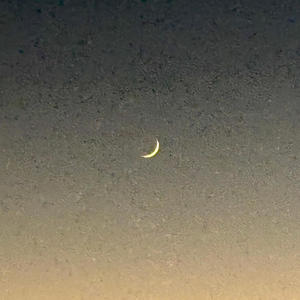 Like A Prayer on a Branch (feat. David Shapiro)