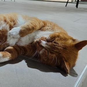 Dank fairy tales (feat. NTJ Talk)