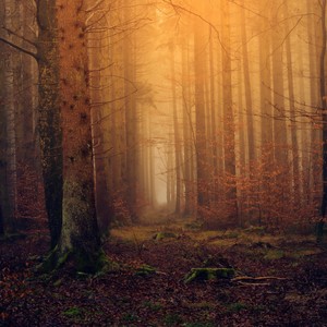 Footsteps on Leaves in the Forest