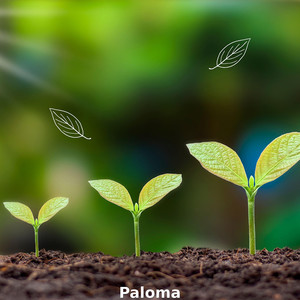 Paloma