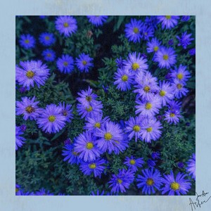 Aster