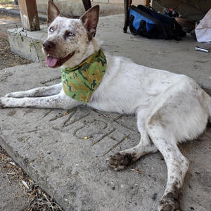 Legend of Bambi (feat. 2kjay BO) (Explicit)