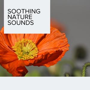 Soothing Nature Sounds