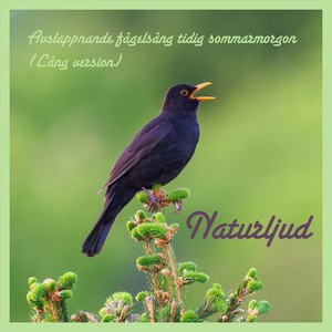Avslappnande Fågelsång Tidig Sommarmorgon (Lång Version)