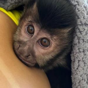 Aquecimento Pro Carnaval (feat. Mc Waguin CPX)