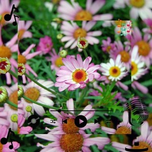 Trenak Zulvek (Original Mix)