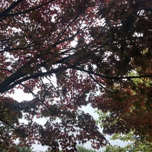 我爱一小我爱家