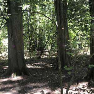 Otra Vez (Speedup|Explicit)