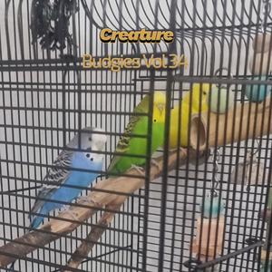 Budgies I (Vol XXXIV)