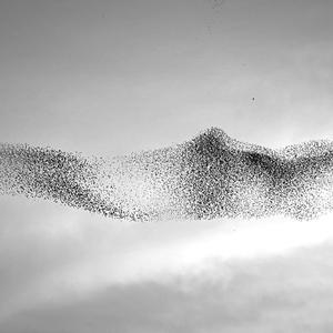 birds (antlers) (Explicit)