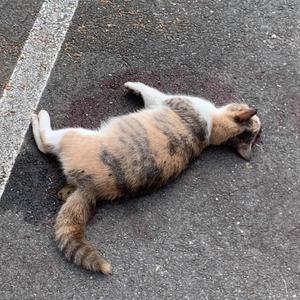 No Rank (feat. 2Piped) (Explicit)