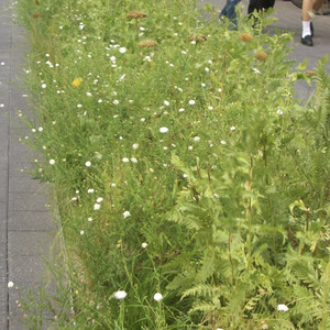 보통고백할때다들뭐라고말해? (what should i say when i fall in love?)