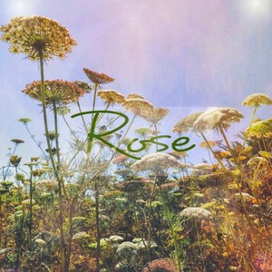 Rose (Live)