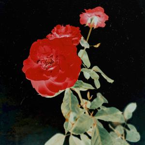 Rose (Explicit)