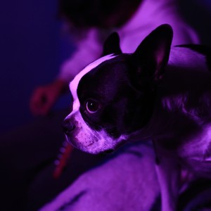 All My Dreams (Explicit)