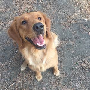 姜懿芯 - 星月神话