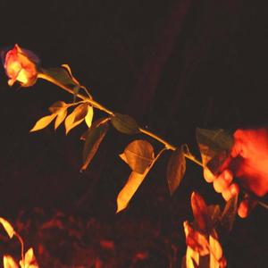 Balleremo Sulla Cenere(feat. Aiibreed)