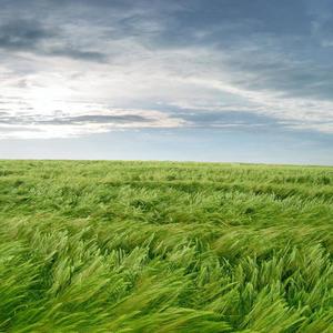 The Sorrow Of The Wind