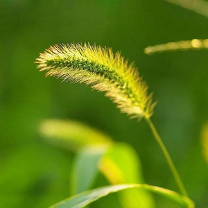 幸福的尾巴 (Demo)