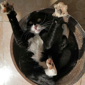 可能否_单曲循环