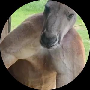 Aufforderung Zum Tanz