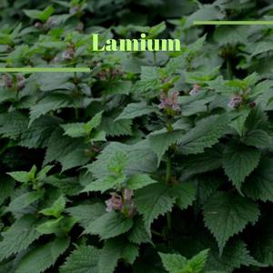 Lamium