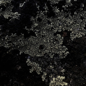 Disrupt the Industry